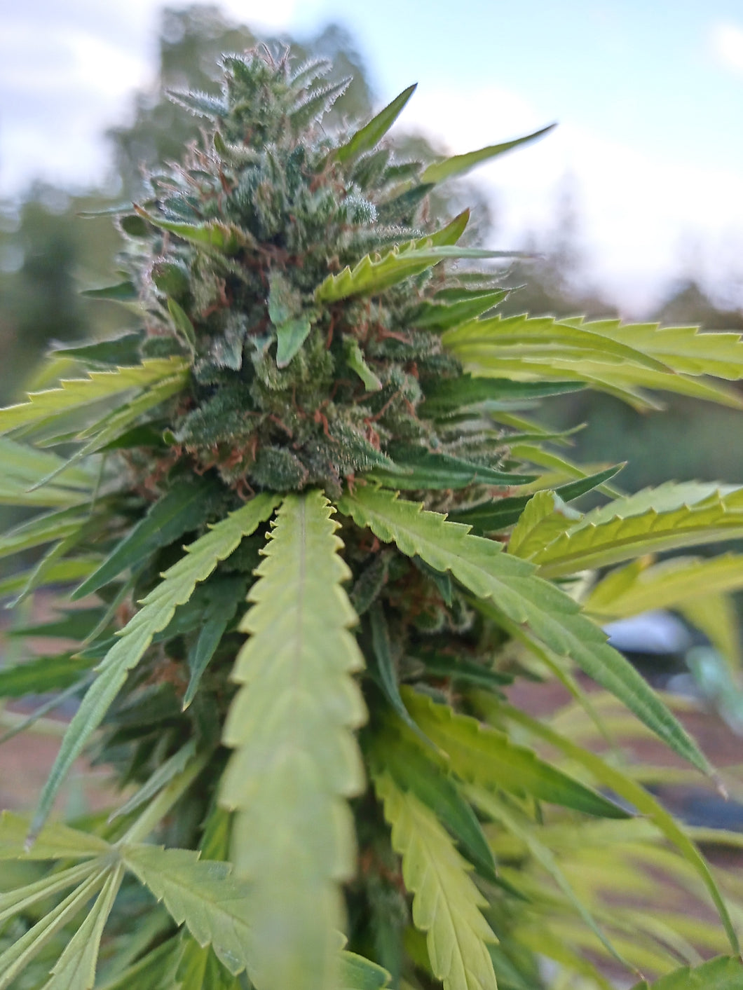 FRUIT HAZE